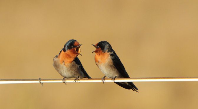 Then Comes a Clash – Fights and Conflicts